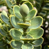 Hebe (Veronica) buchananii 'Minor'